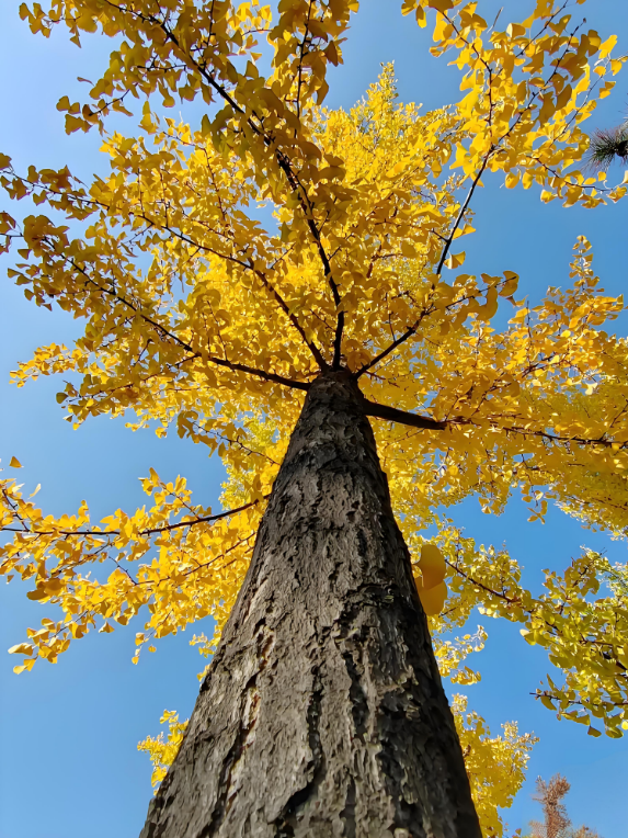 金秋致信：寰宇板材以質(zhì)踐諾，回饋每一份信賴